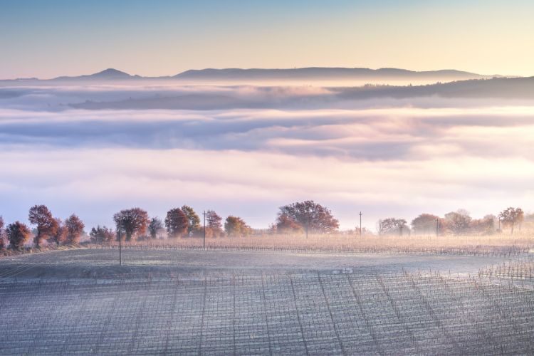 Vineyards in Tuscany during the winter wine tasting season