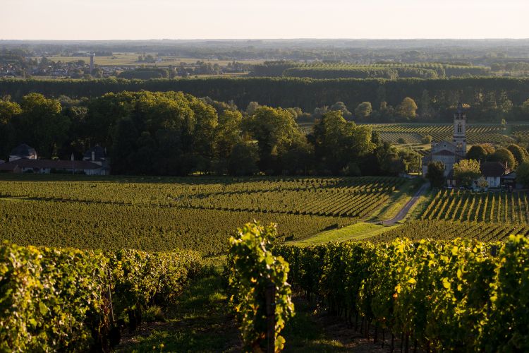 View of the vineyards in Sauternes