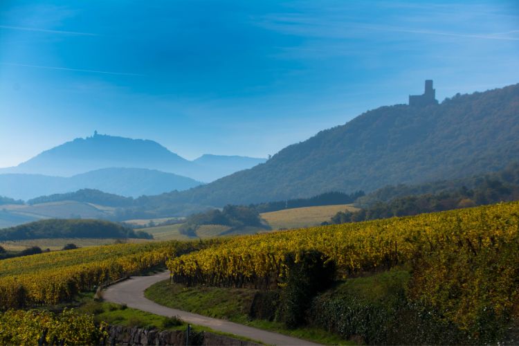 Vineyard landscape in Alsace France