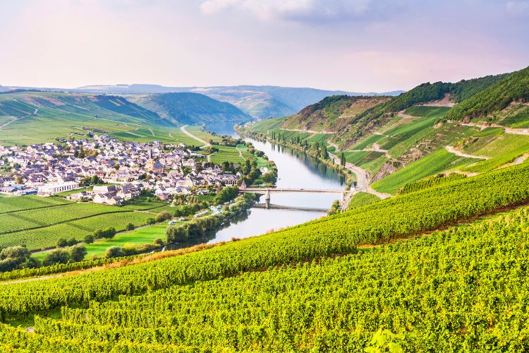 Vineyards on a sunny day in Mosel Germany