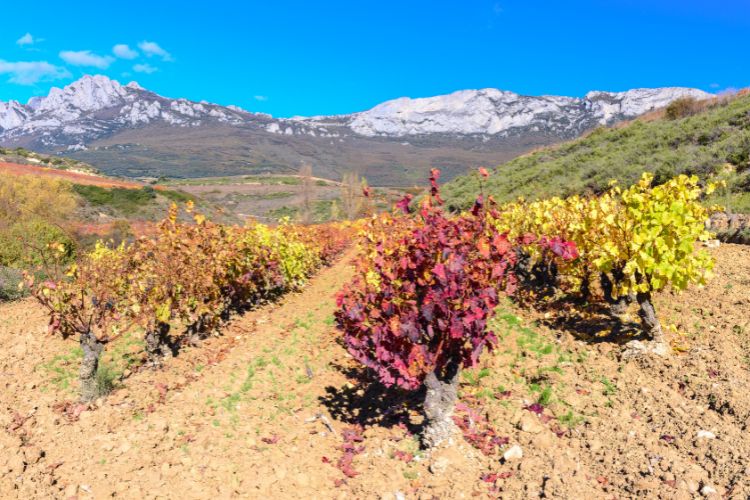 Vineyards in Rioja Spain