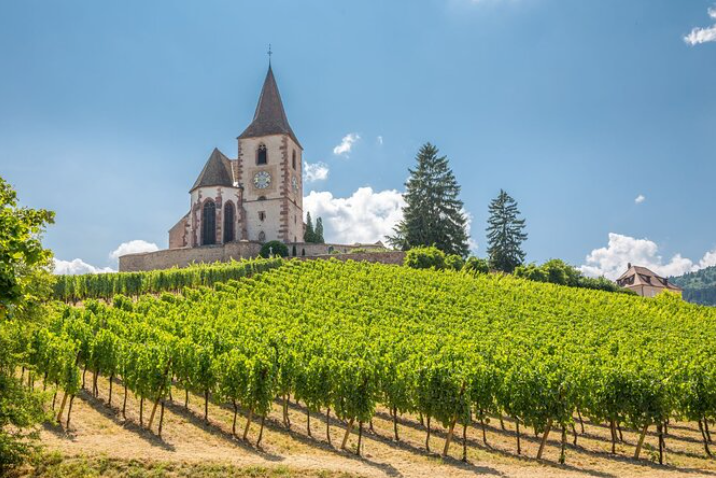 Vines flourish on a sunny day in Alsace