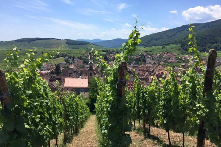 Vineyard views in Alsace