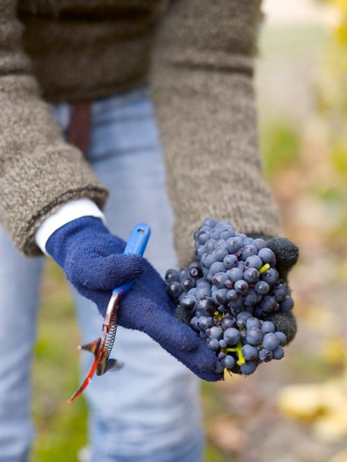 Grapes are tended to gently at Coal Pit