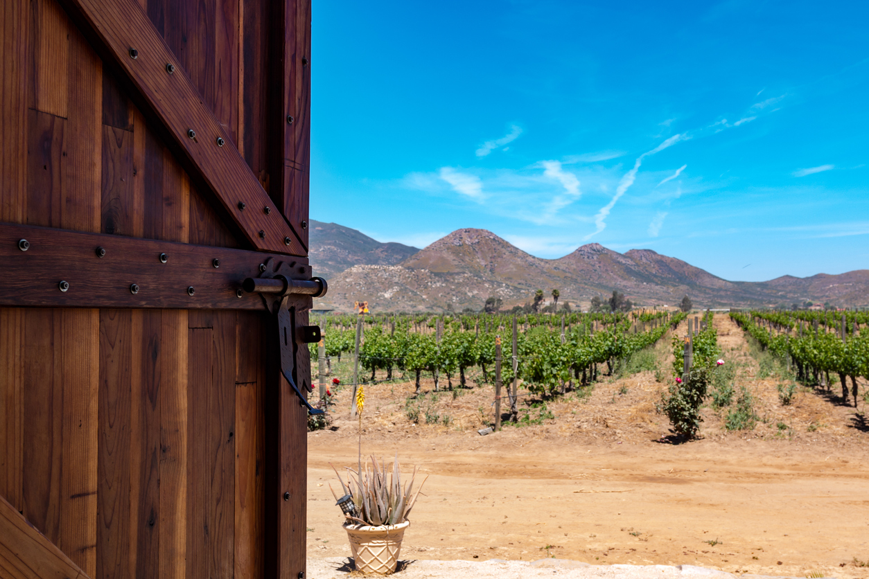Visiting Mexico: Discover Mexico's Wine Regions