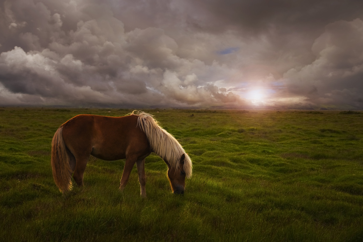 Horse in Iceland around sunrise