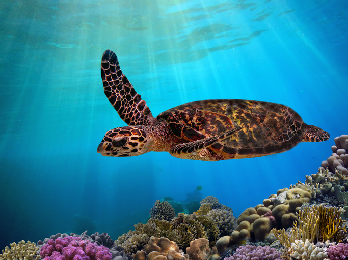 Marine life up close on a submarine tour in Maui