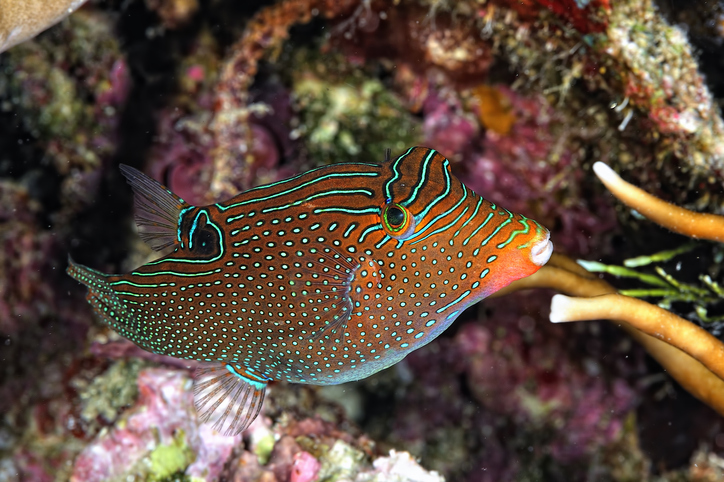 Maui scuba diving