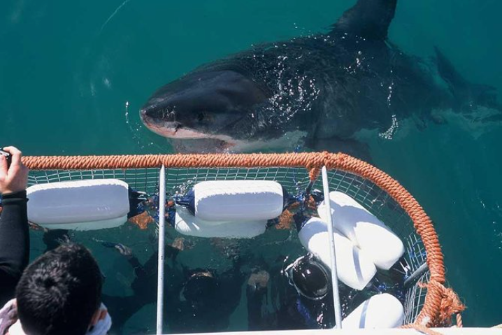 Shark Cage diving near Cape Town