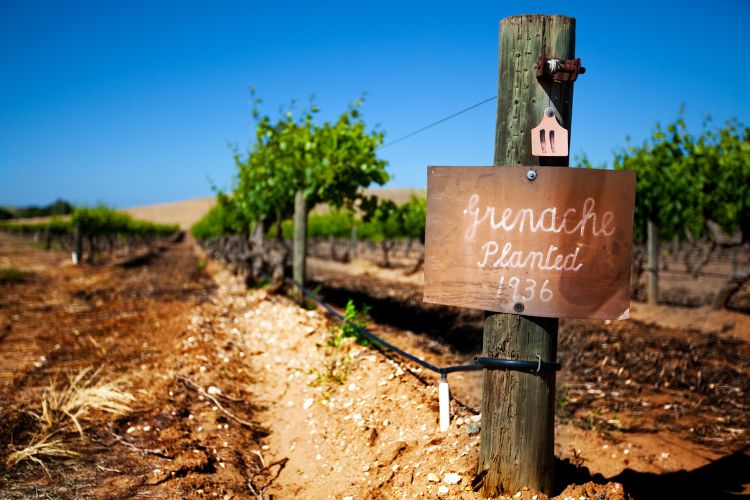 Old vine Grenache in Barossa Valley wine region