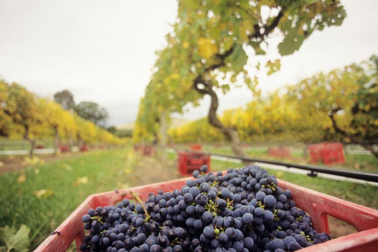 Grapes being harvest in Australia's Yarra Valley wine region