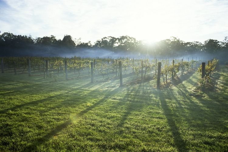 A mystical morning in Hunter Valley, Australia.