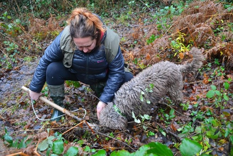 truffle hunting in Tuscany