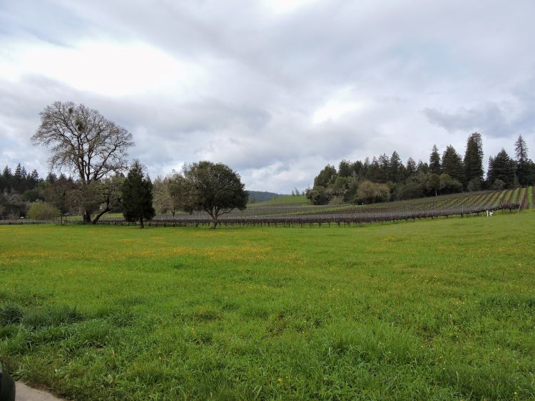 Overlooking the vineyards at Scharffenberger Cellars