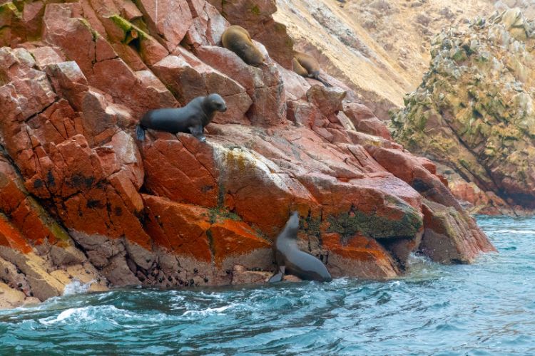 Ballestas Islands, clusters of sea lions