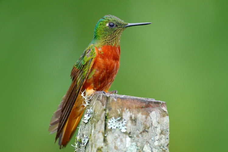 The Chestnut-breasted Coronet, a mesmerizing hummingbird species, dances through Peru's cloud forest