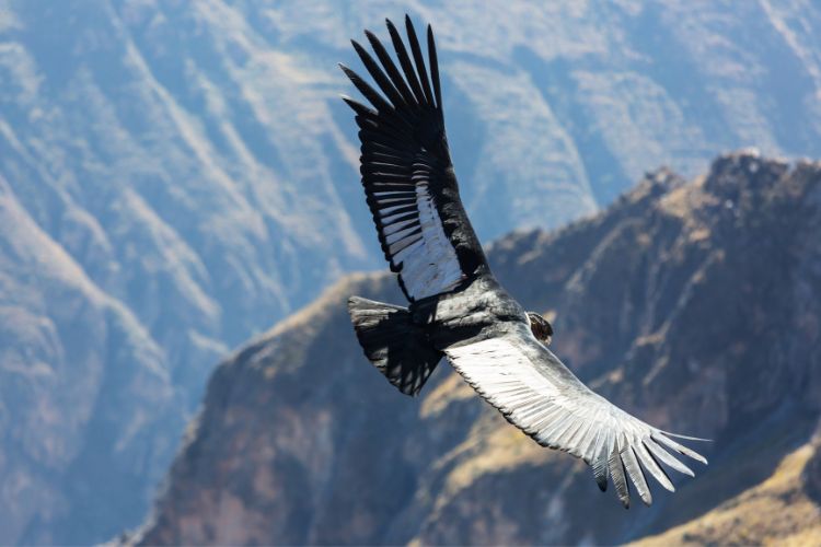 Condors Soar in Colca Canyon