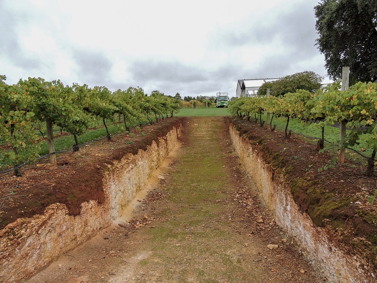 "Terra Rossa" soil found in the Coonawarra Australia wine region