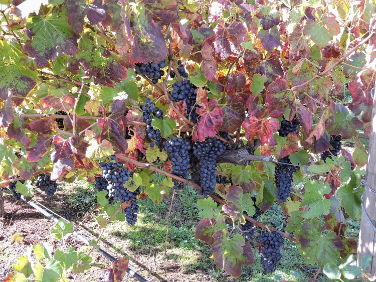 Grapes ready to harvest at Balnaves of Coonawarra