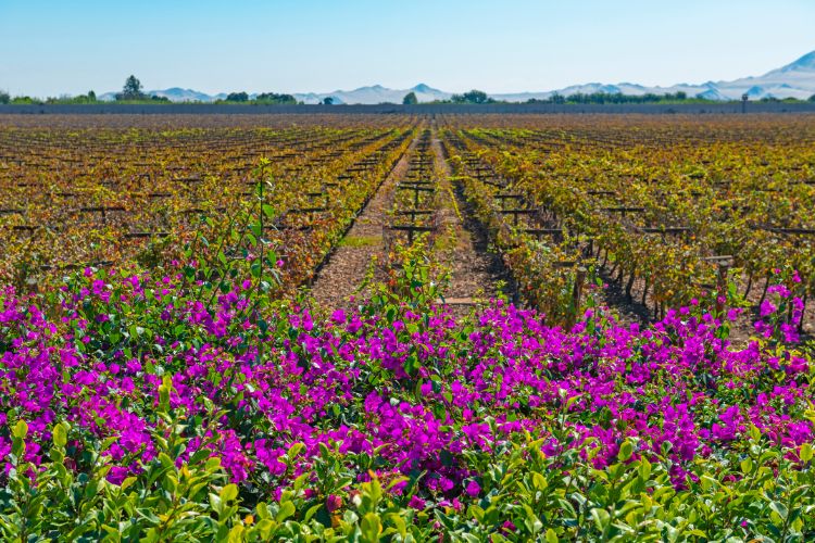 Visit the Ica Valley in Peru