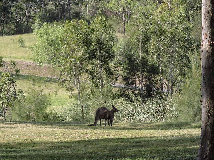 Kangaroo in Australia near the vineyards