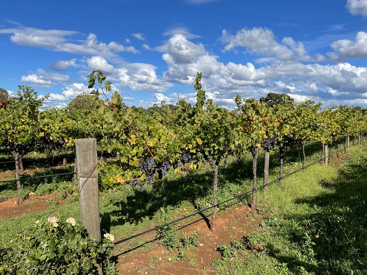 Vineyard views at Patrick of Coonawarra