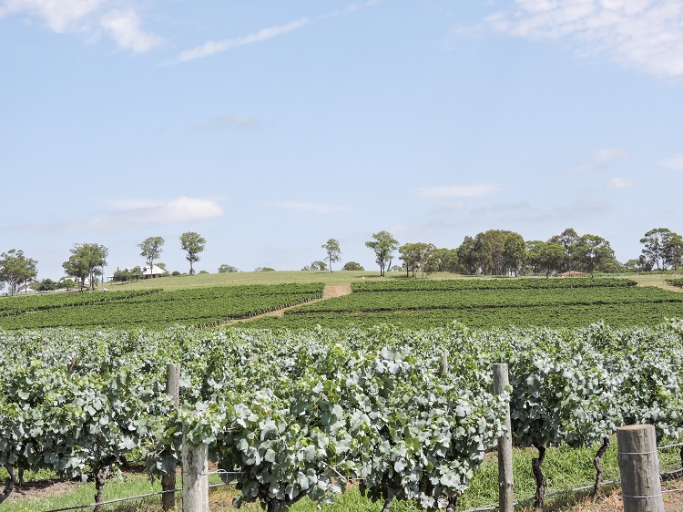 Views from Scarborough Wines in Hunter Valley