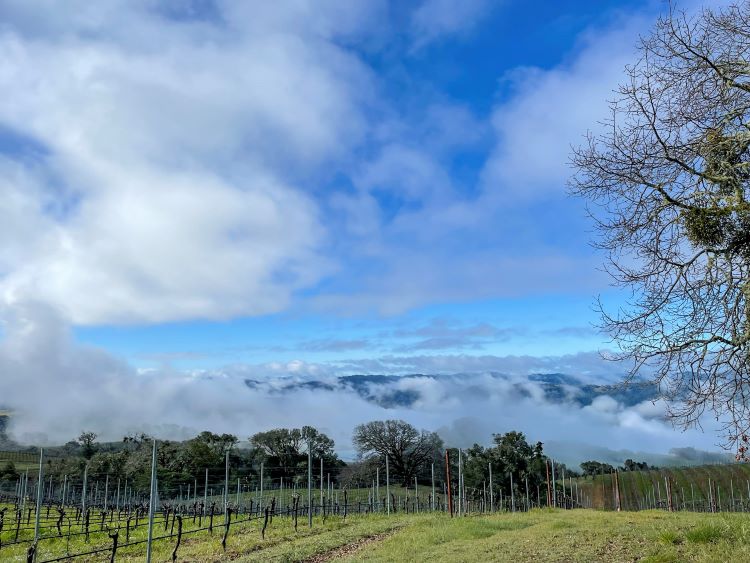 Fog rolling over the hills of Anderson Valley in the morning