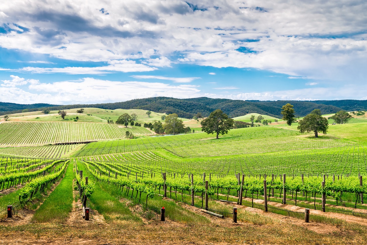 Best wineries in Australia, wine tours and wine tasting experiences