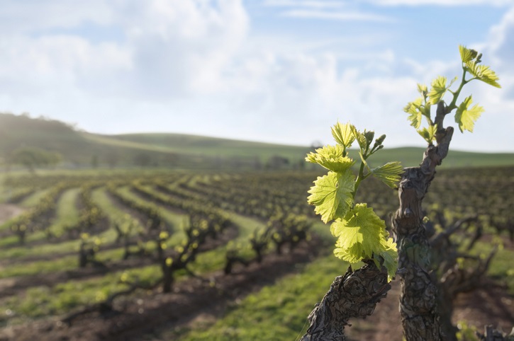 vineyards in Barossa Valley Australia