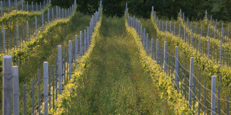 Greco di Tufo