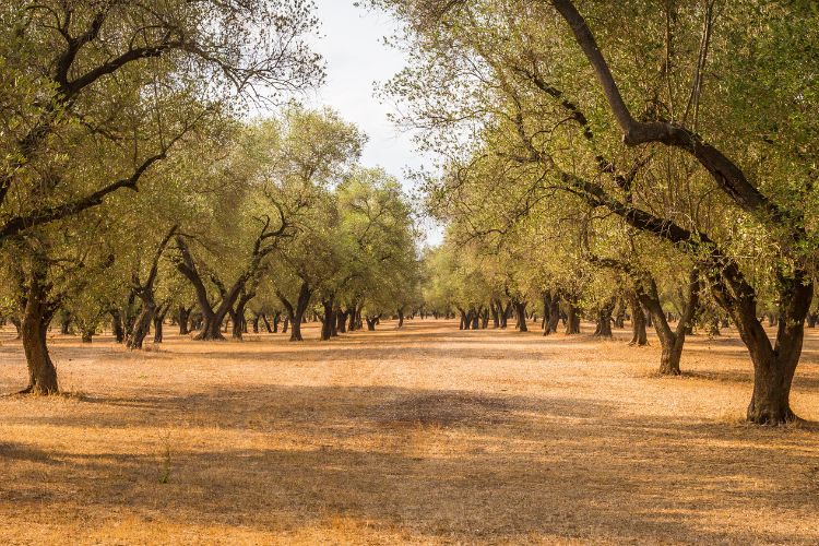 Olive trees in Puglia Italy