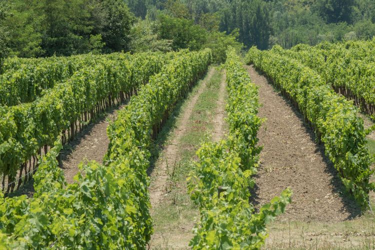 View of Aglianico grapevines