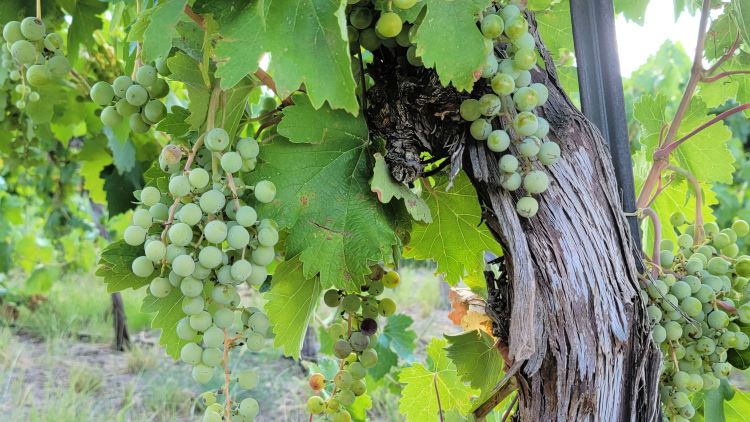 Mission grapes grow in New Mexico vineyards today