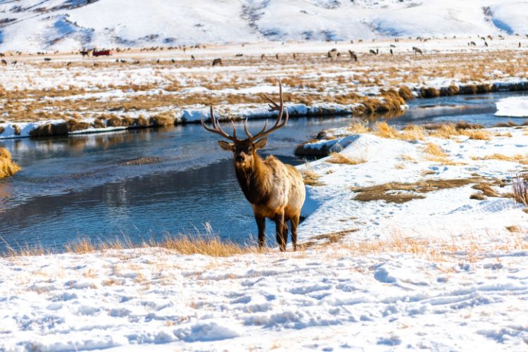 Elk in Jackson Hole, Wyoming during winter