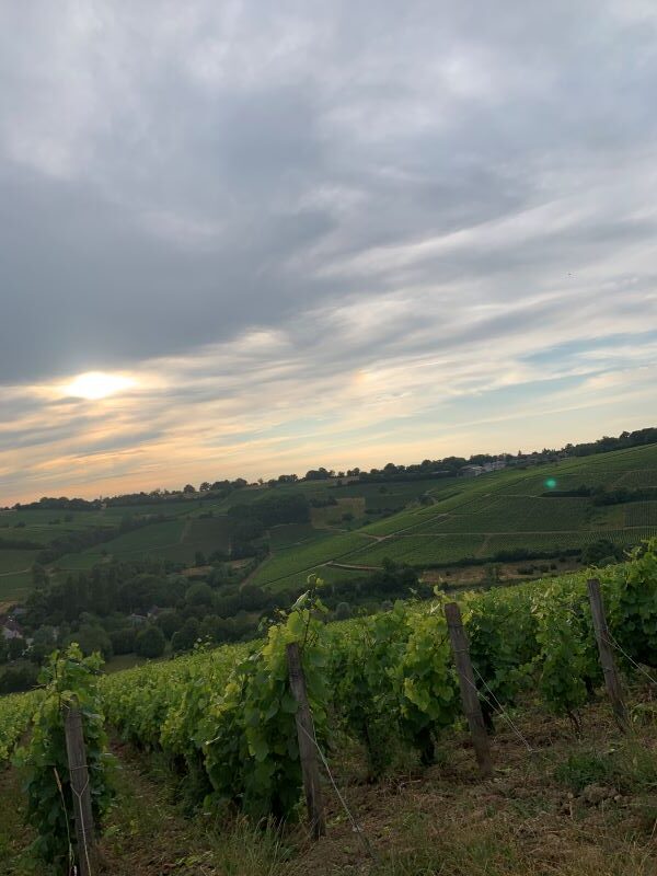 Sancerre wine country around sunset