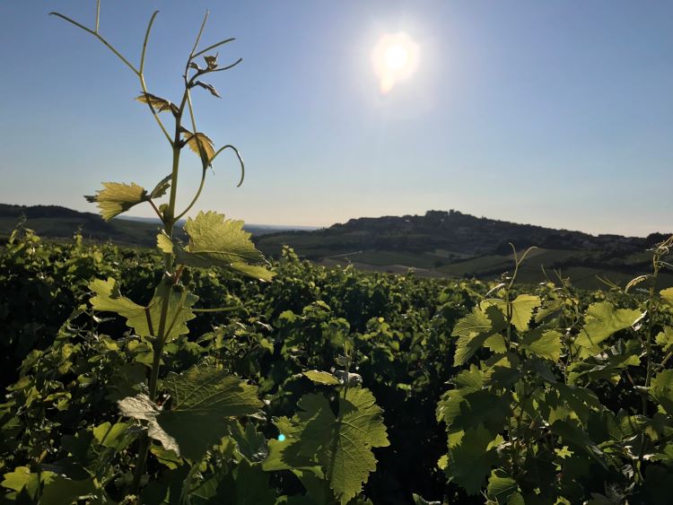 Approaching golden hour in the Sancerre wine region across the vineyards