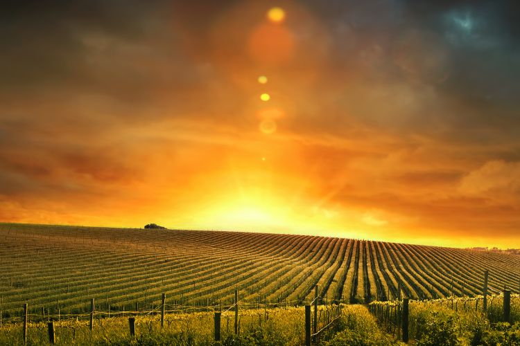 Barossa Valley vineyard sunset