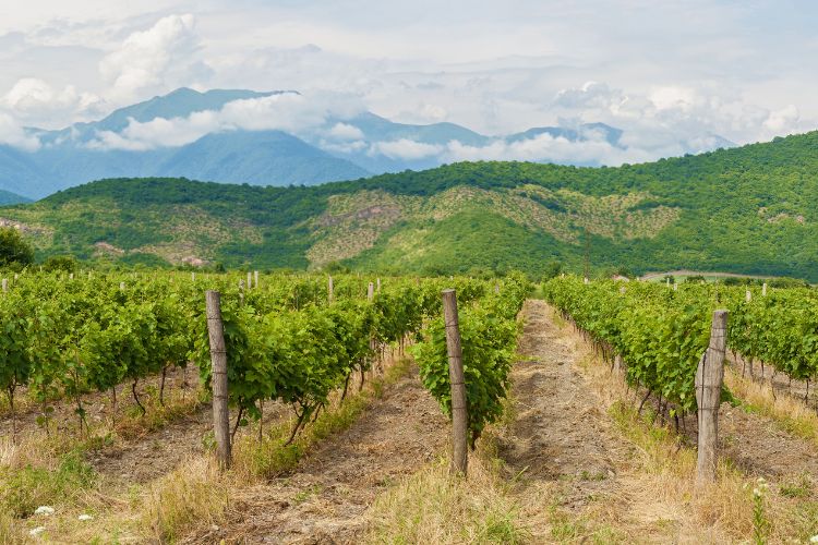View of Georgian Wine Country in Europe with vineyards and mountains in the background