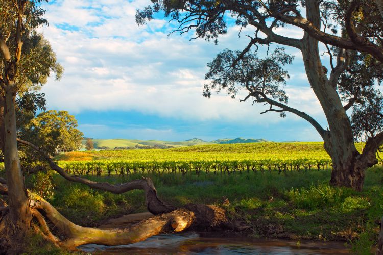 barossa wine tours from adelaide