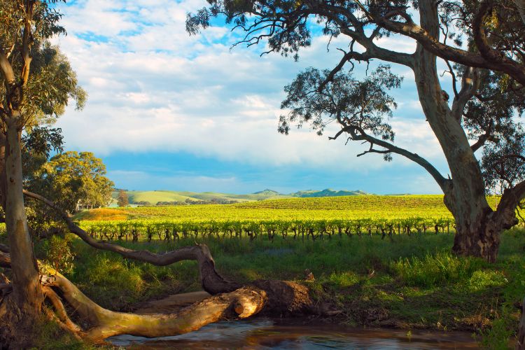 wine tours barossa valley limo