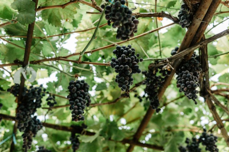 Saperavi vineyard in Georgia