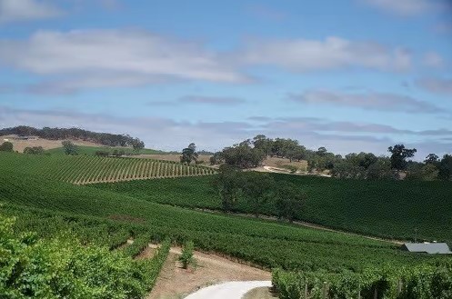 wine tours barossa valley limo