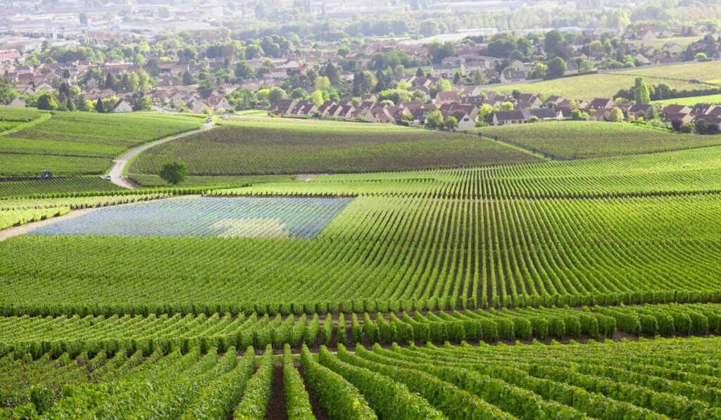 View of the vineyards in Burgundy - Discover the best Burgundy Wine Tours to Book This Year