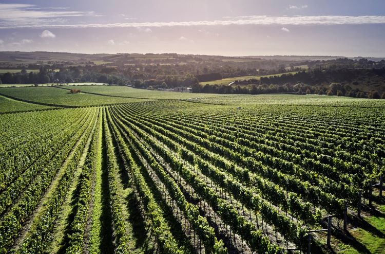 Aerial view of Exton Park Vineyard in Hampshire