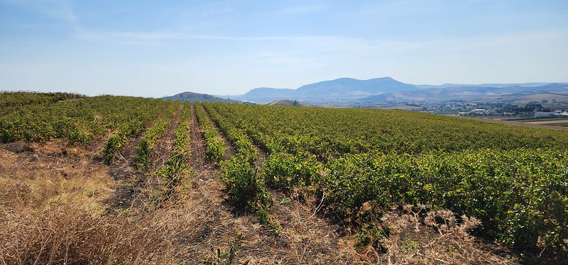 Vineyard views for miles and the gorgeous surrounding countryside near Fazio Wines