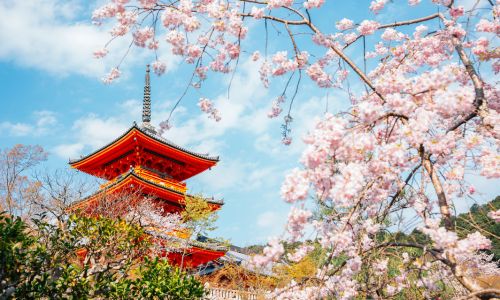 Cherry blossoms seen in Kyoto, Japan during Spring