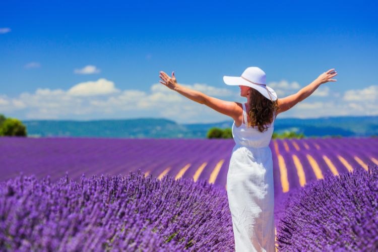 Lavender fields in Provence wine region