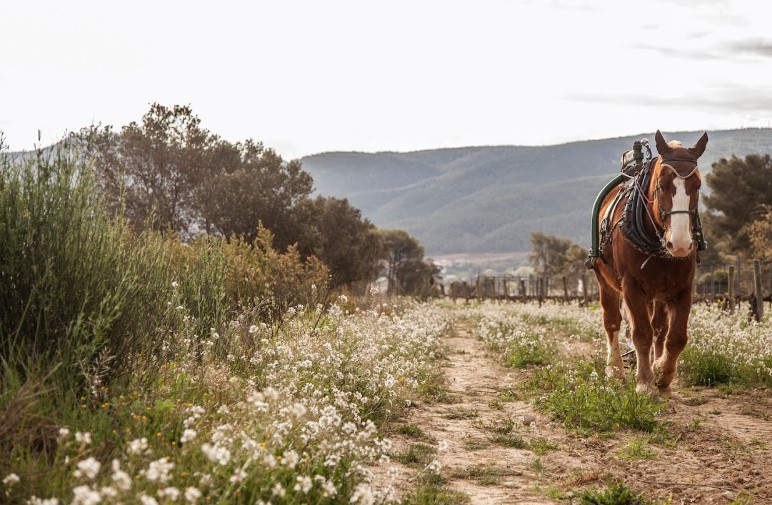 Raventós i Blanc vineyards with horse in picture