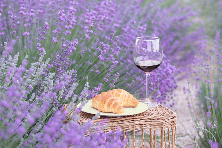 picnic with red wine in Provence